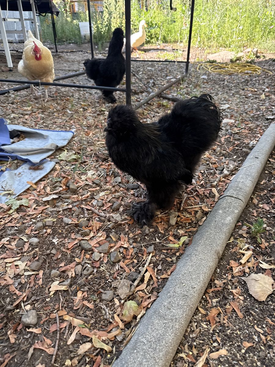 1 White and 1 Blqck Silkie Juvenile Rooster