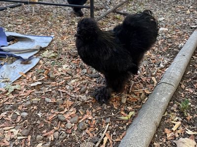 1 White and 1 Blqck Silkie Juvenile Rooster