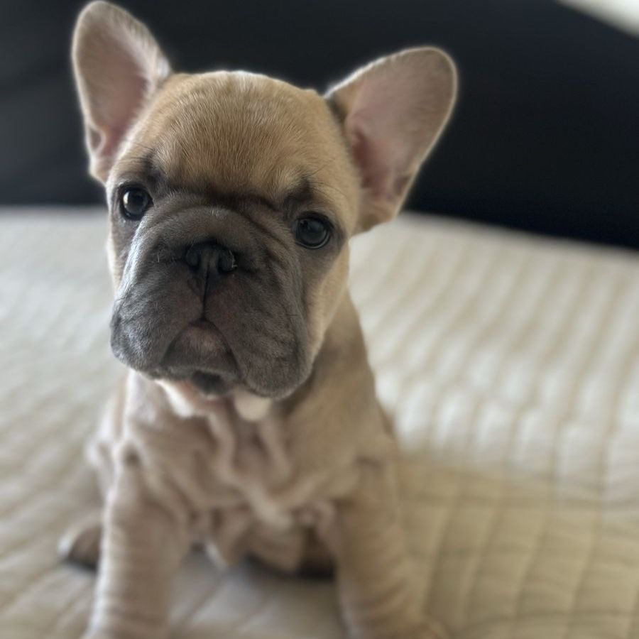 2 BEAUTIFUL French Bulldog Puppies