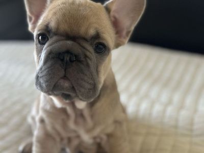 2 BEAUTIFUL French Bulldog Puppies