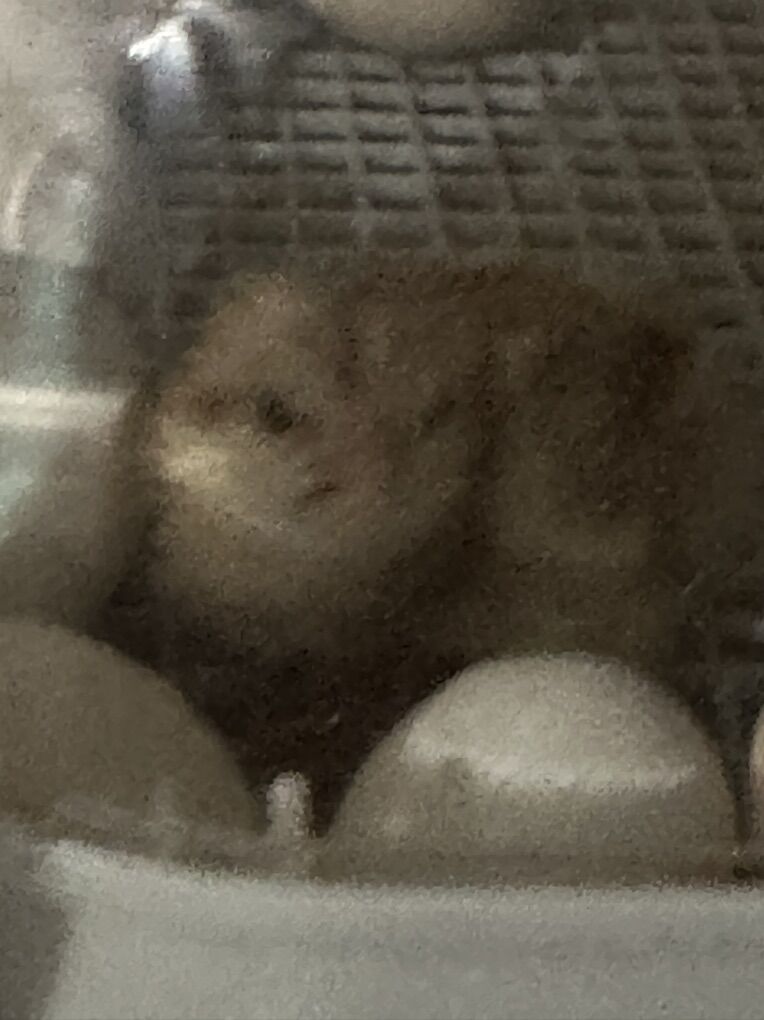 Three Week Old Chicks  (bym)