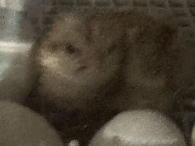 Three Week Old Chicks (bym)