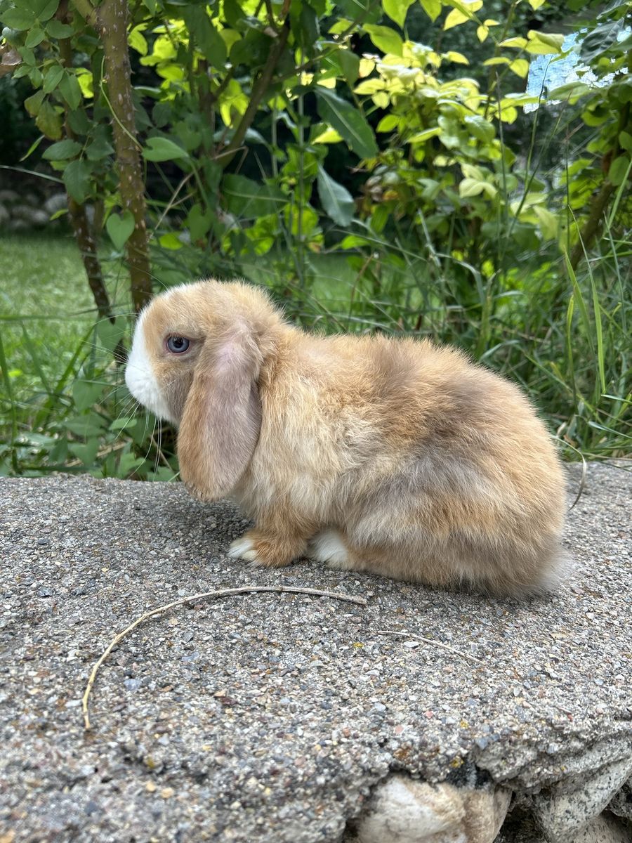 Holland lop doe 8 weeks old (pedigree)