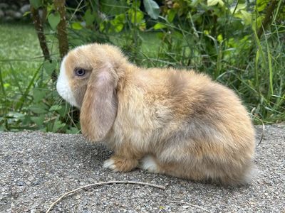 Holland lop doe 8 weeks old (pedigree)