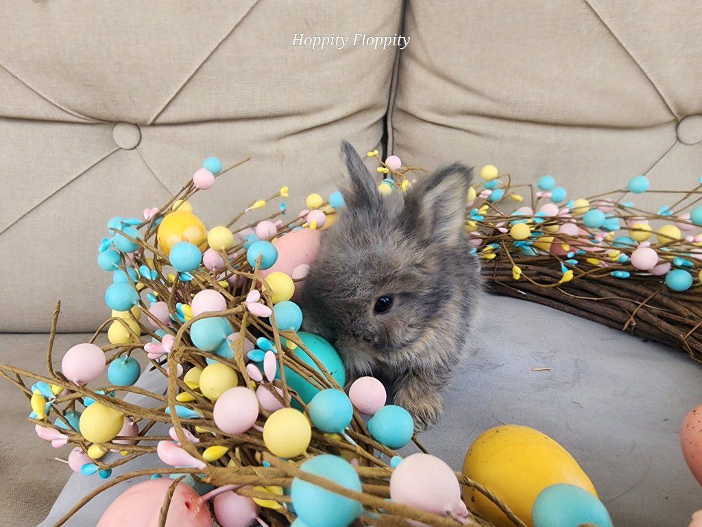 Opal English Angora Buck