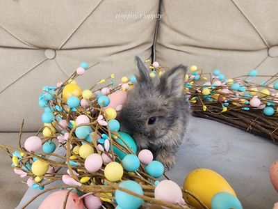 Opal English Angora Buck