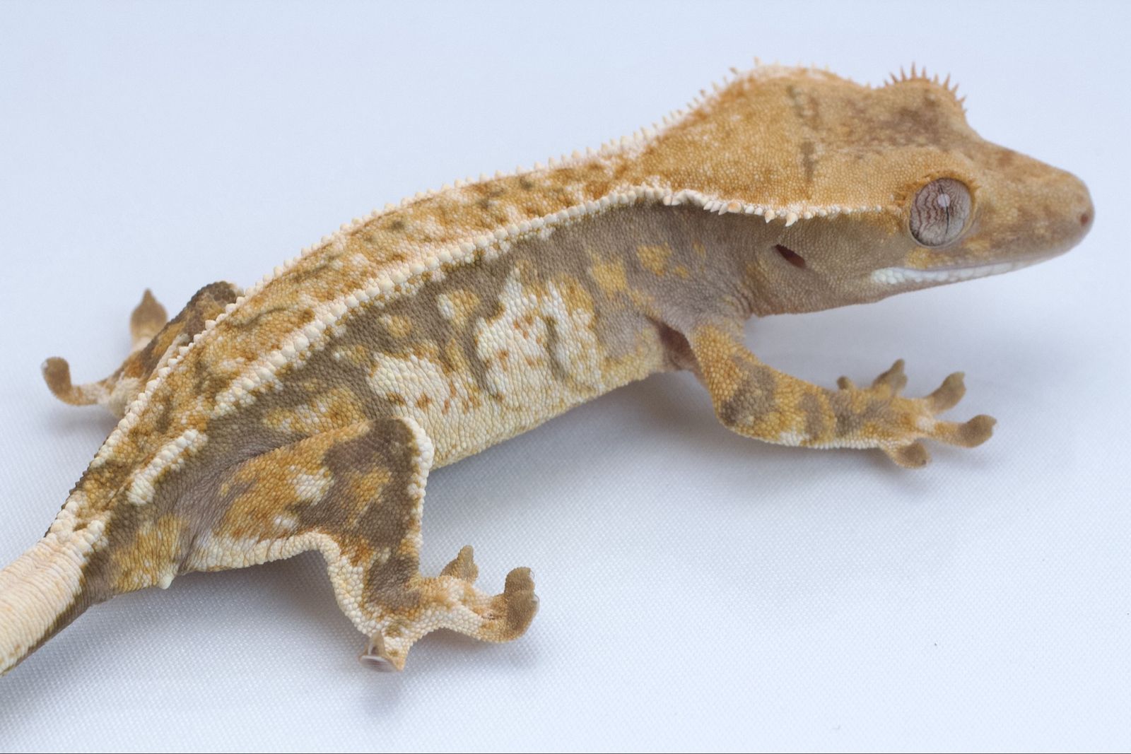 Young Crested Gecko