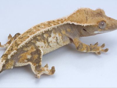 Young Crested Gecko