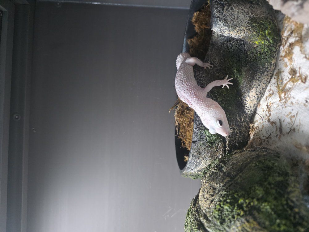 2 female leopard geckos