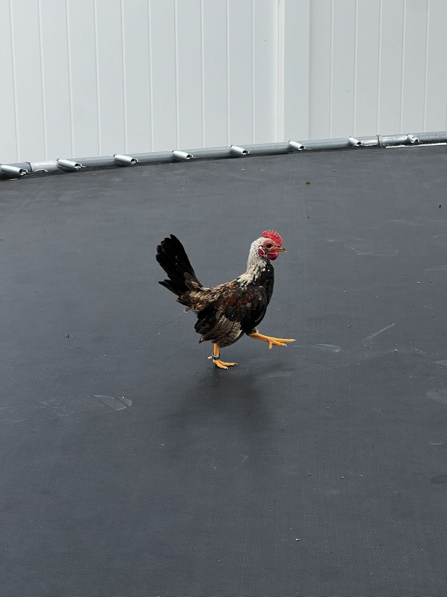 Bantam,gallitos Kikirikis