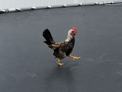 Bantam,gallitos Kikirikis