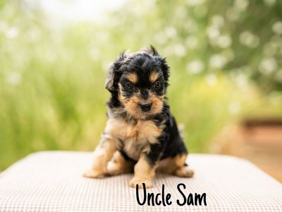 Cavapoo puppy