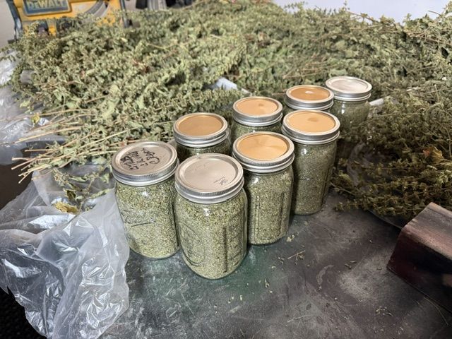 oregano