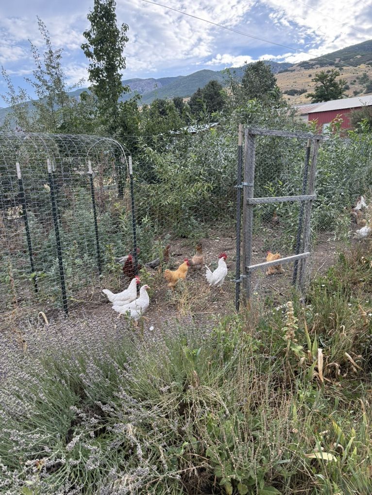 White Leghorn Roosters And Bantam Rooster