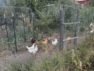 White Leghorn Roosters And Bantam Rooster