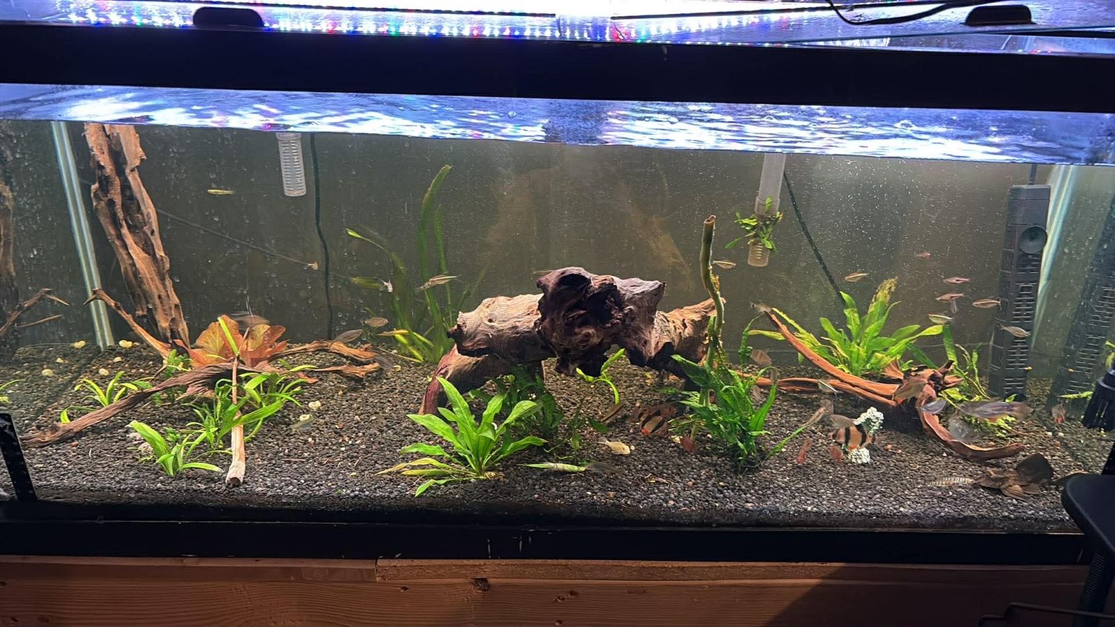 Fish tanks