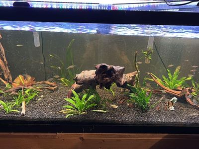 Fish tanks