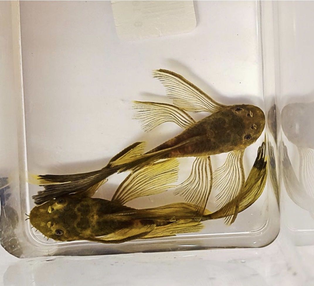 ISO Long Fin Green Dragon Pleco