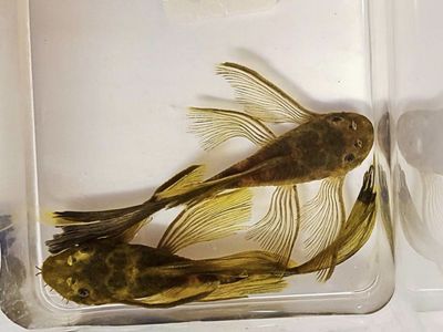 ISO Long Fin Green Dragon Pleco