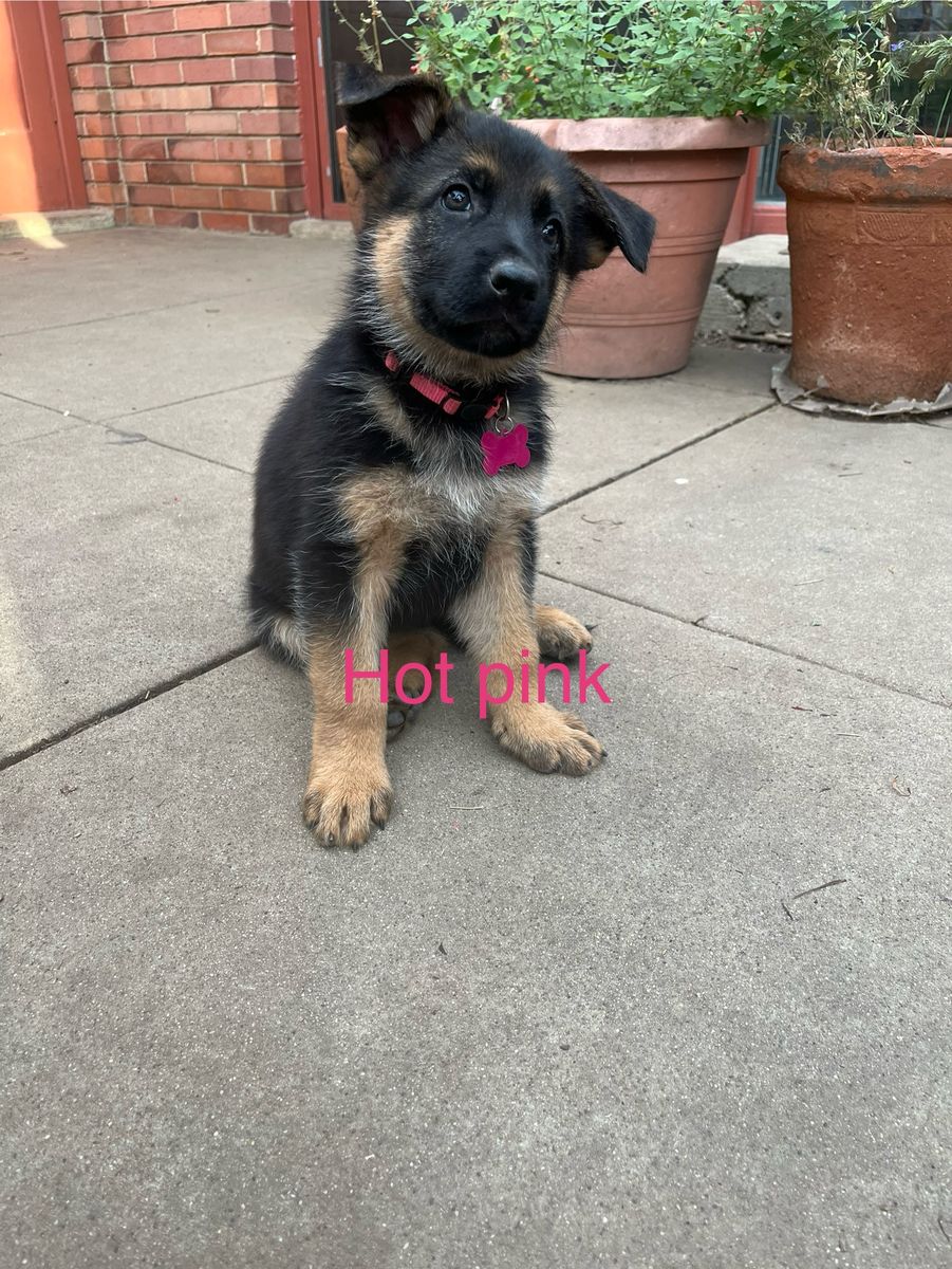Pure Bred Exceptional German Shepherd Puppies