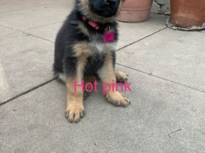 Pure Bred Exceptional German Shepherd Puppies