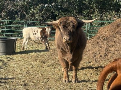 Proven Highland BULL 3 yr old