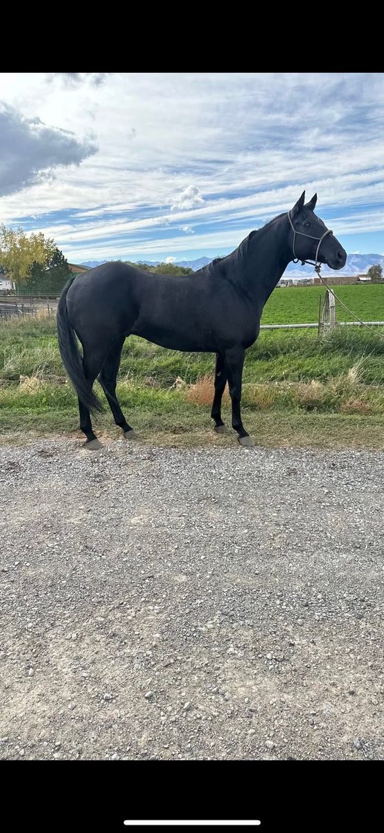 Gelding Quarter Horse