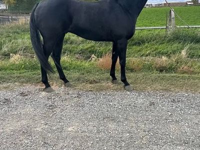 Gelding Quarter Horse