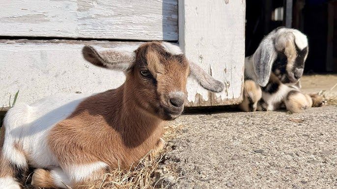 GOATS/CHIVOS