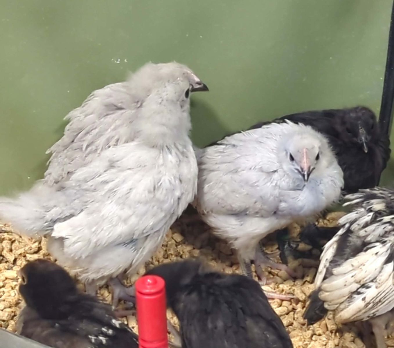 Lavender Orpington Pullets, 4 Weeks Old