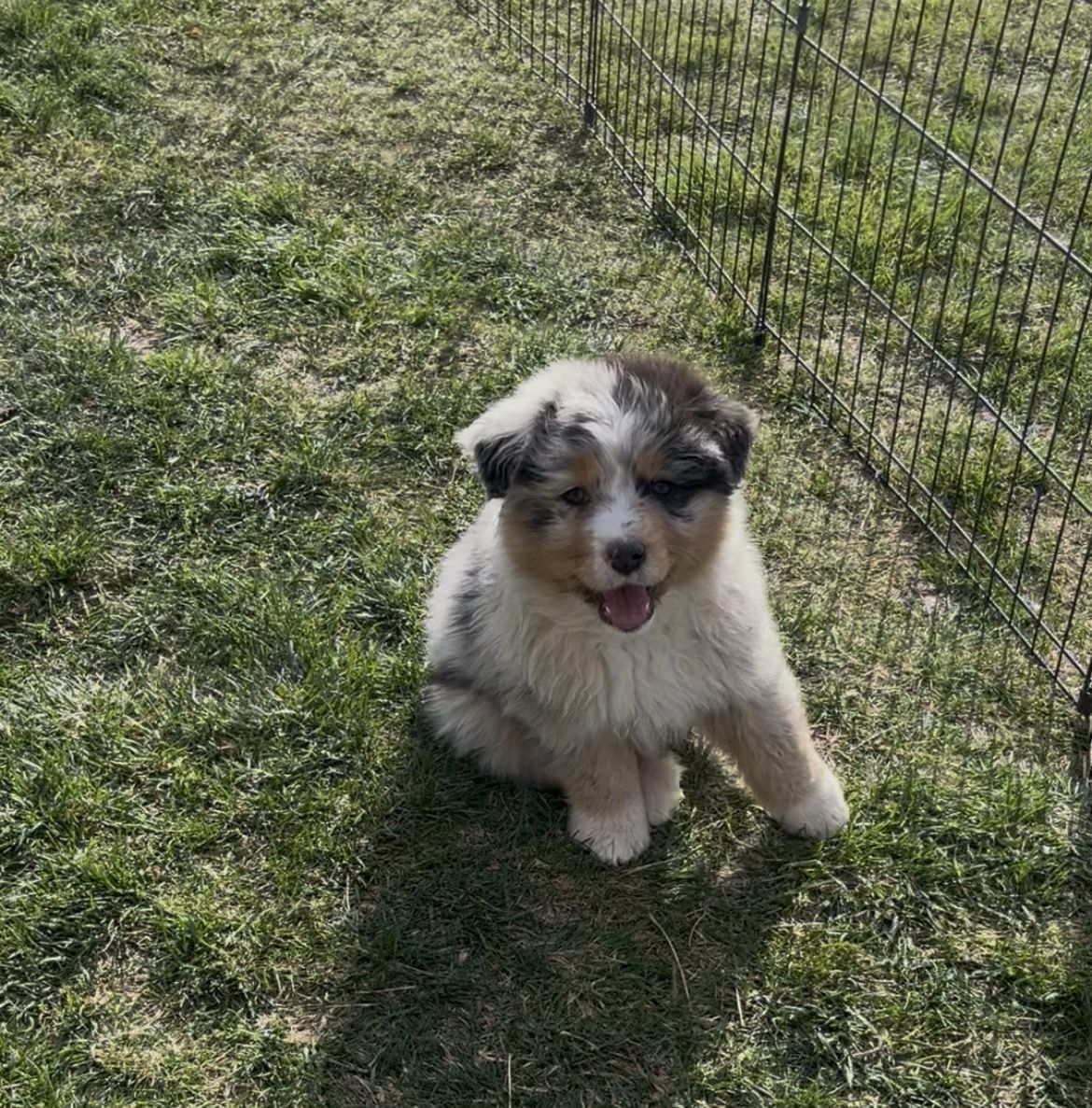 Blue Merle male Australian shepherd puppy