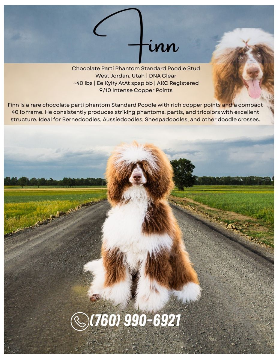 Finn - Chocolate Parti Phantom Standard Poodle Stud, 40 lbs, AKC, DNA Clear