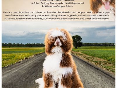 Finn - Chocolate Parti Phantom Standard Poodle Stud, 40 lbs, AKC, DNA Clear