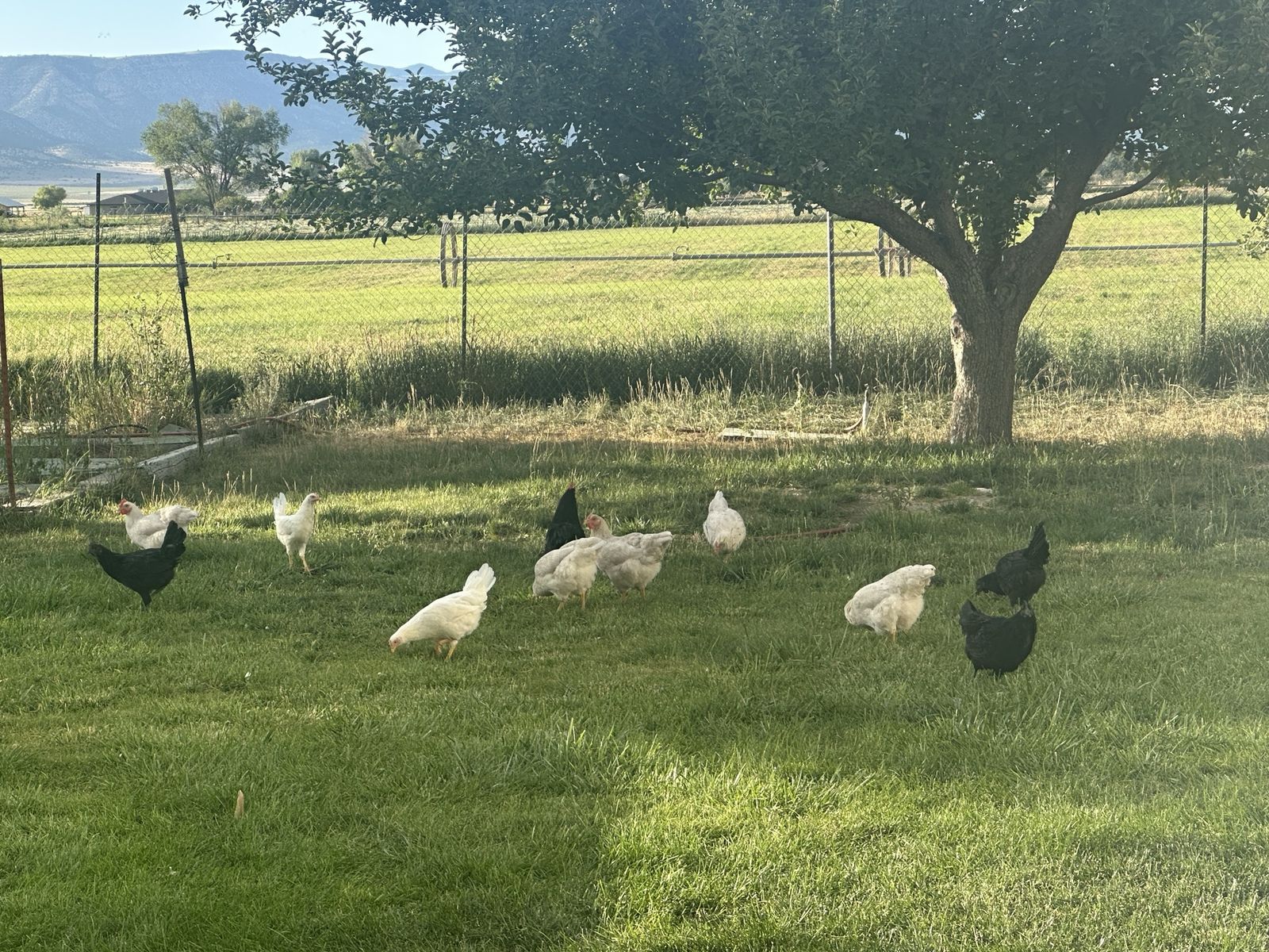 Laying Hens