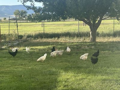 Laying Hens