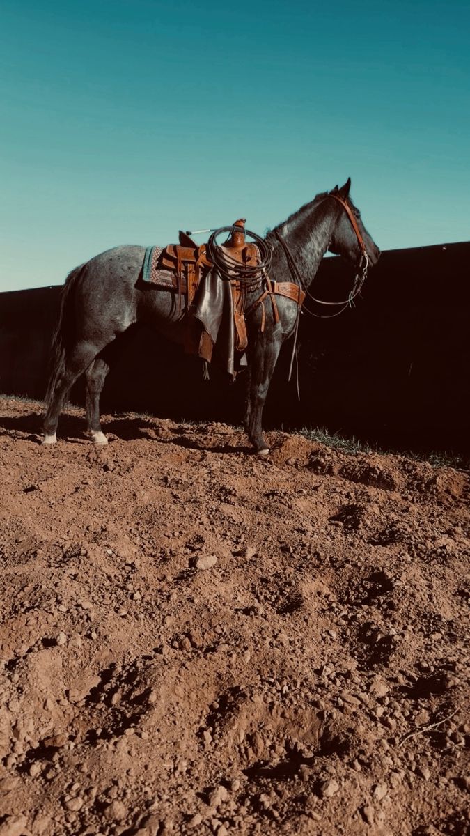 AQHA Blue roan 3 year old mare
