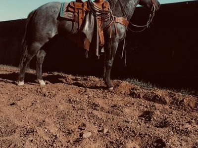 AQHA Blue roan 3 year old mare