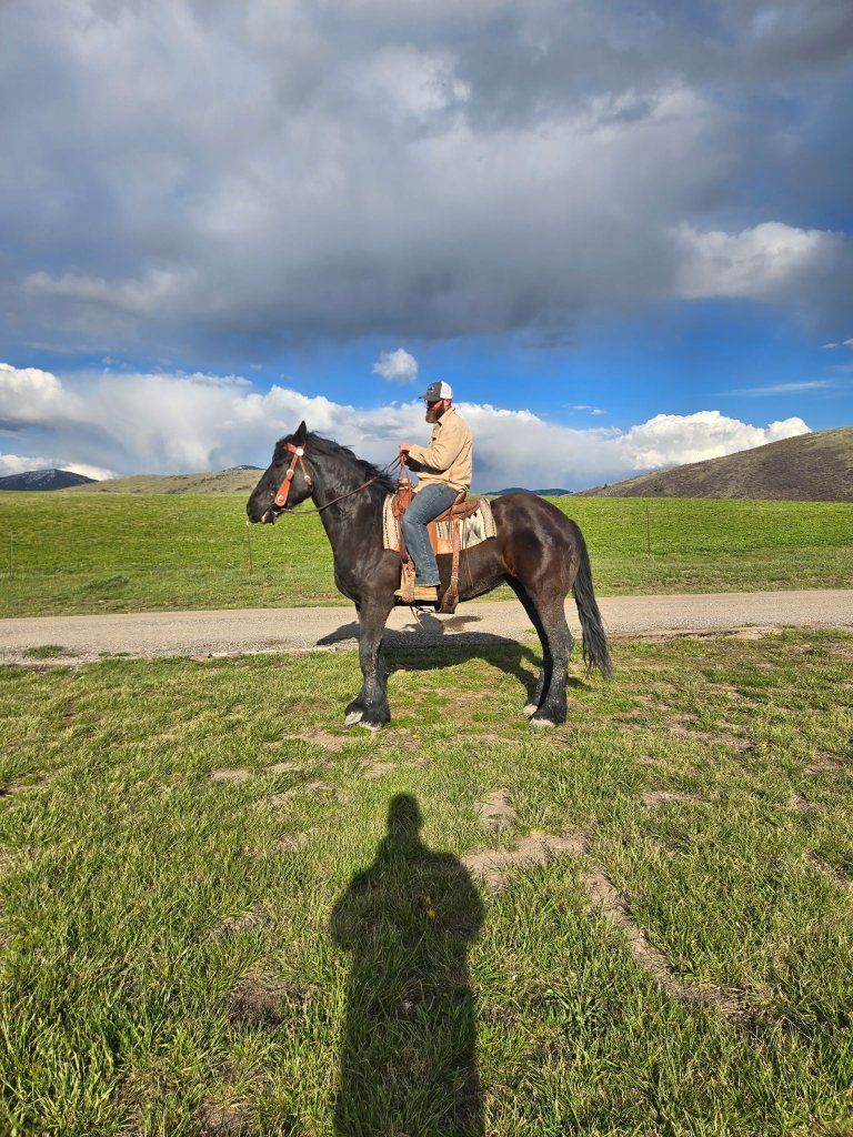 percheron mare