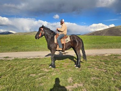 percheron mare