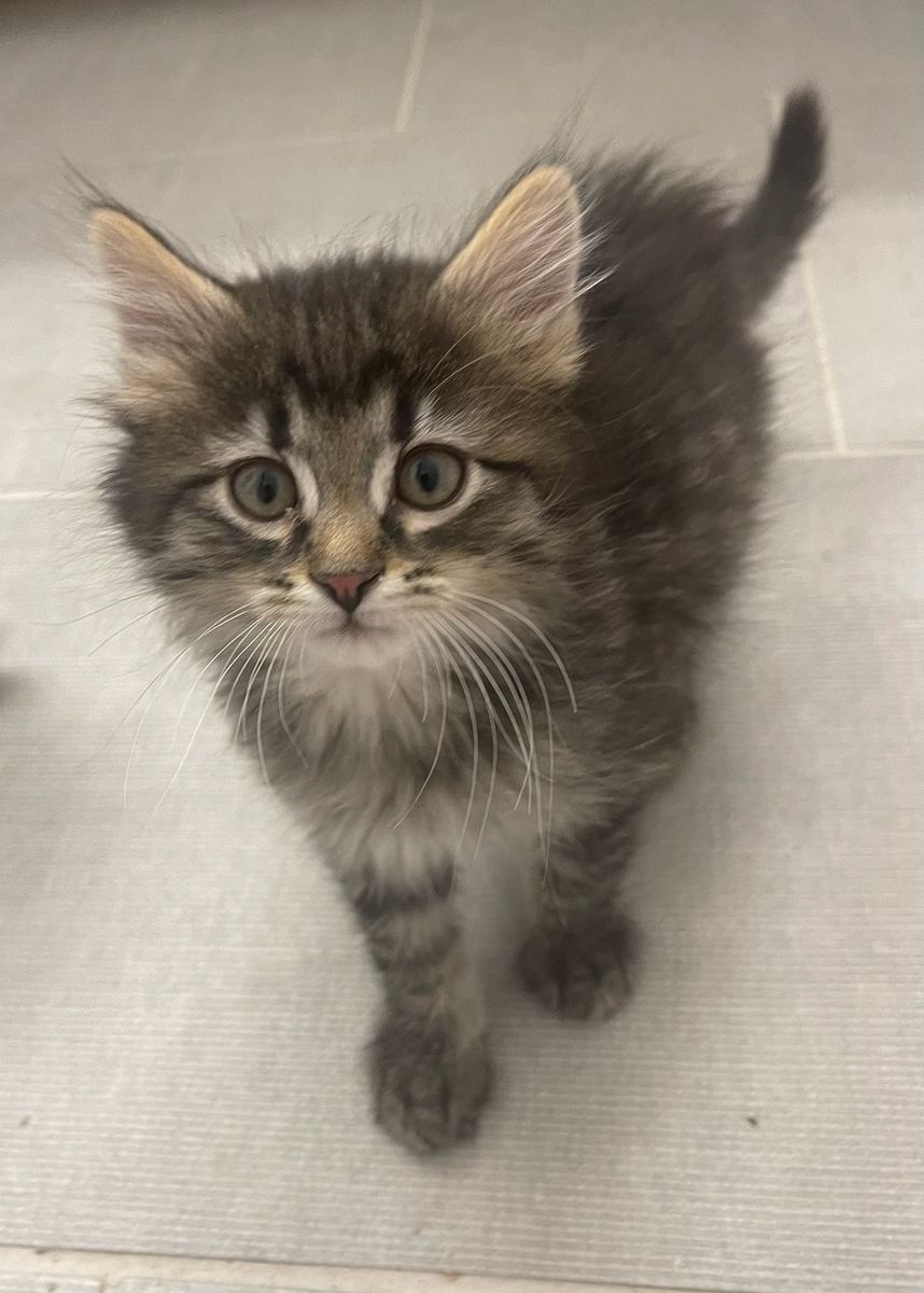 A162293 Sonic is Available for Adoption!