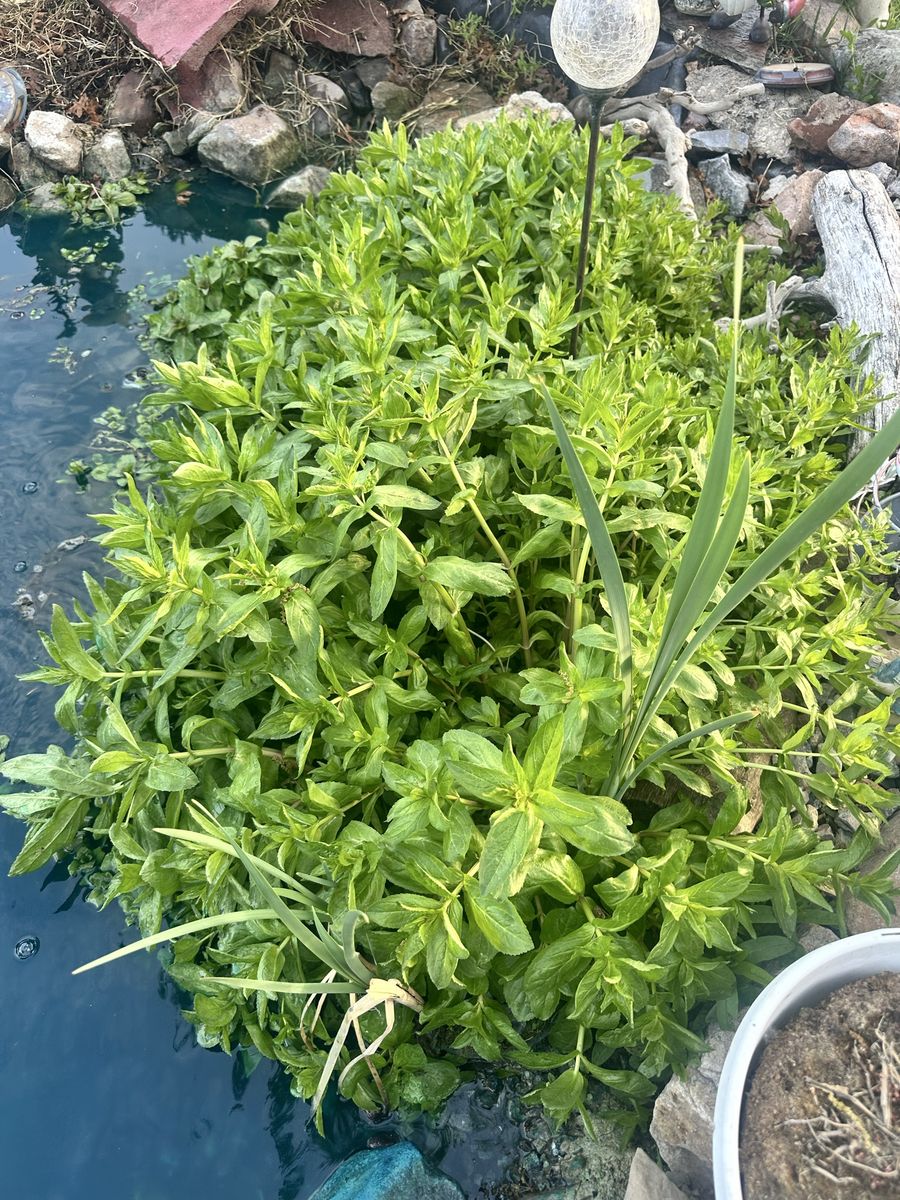 Pond Water Mint great for filtration