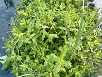 Pond Water Mint great for filtration