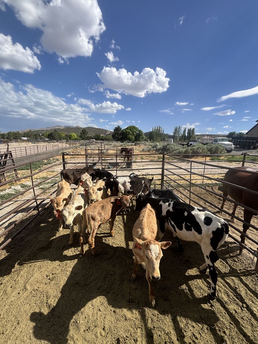 11 Mixed Breed Calves for Sale. 1,500 for the larger calves and 1,400 for the smaller ones.