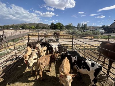 11 Mixed Breed Calves for Sale. 1,500 for the larger calves and 1,400 for the smaller ones.