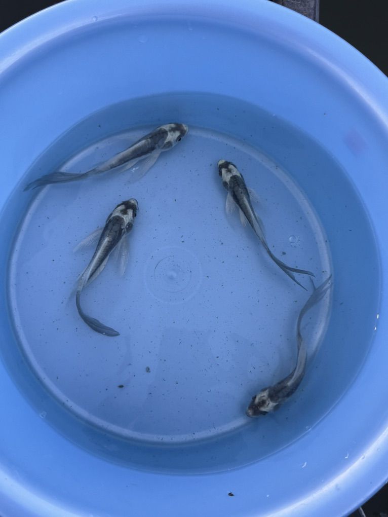 Long Fin Panda Koi Scaless