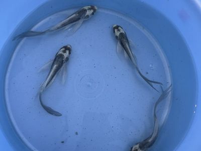 Long Fin Panda Koi Scaless