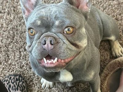 French bulldog
