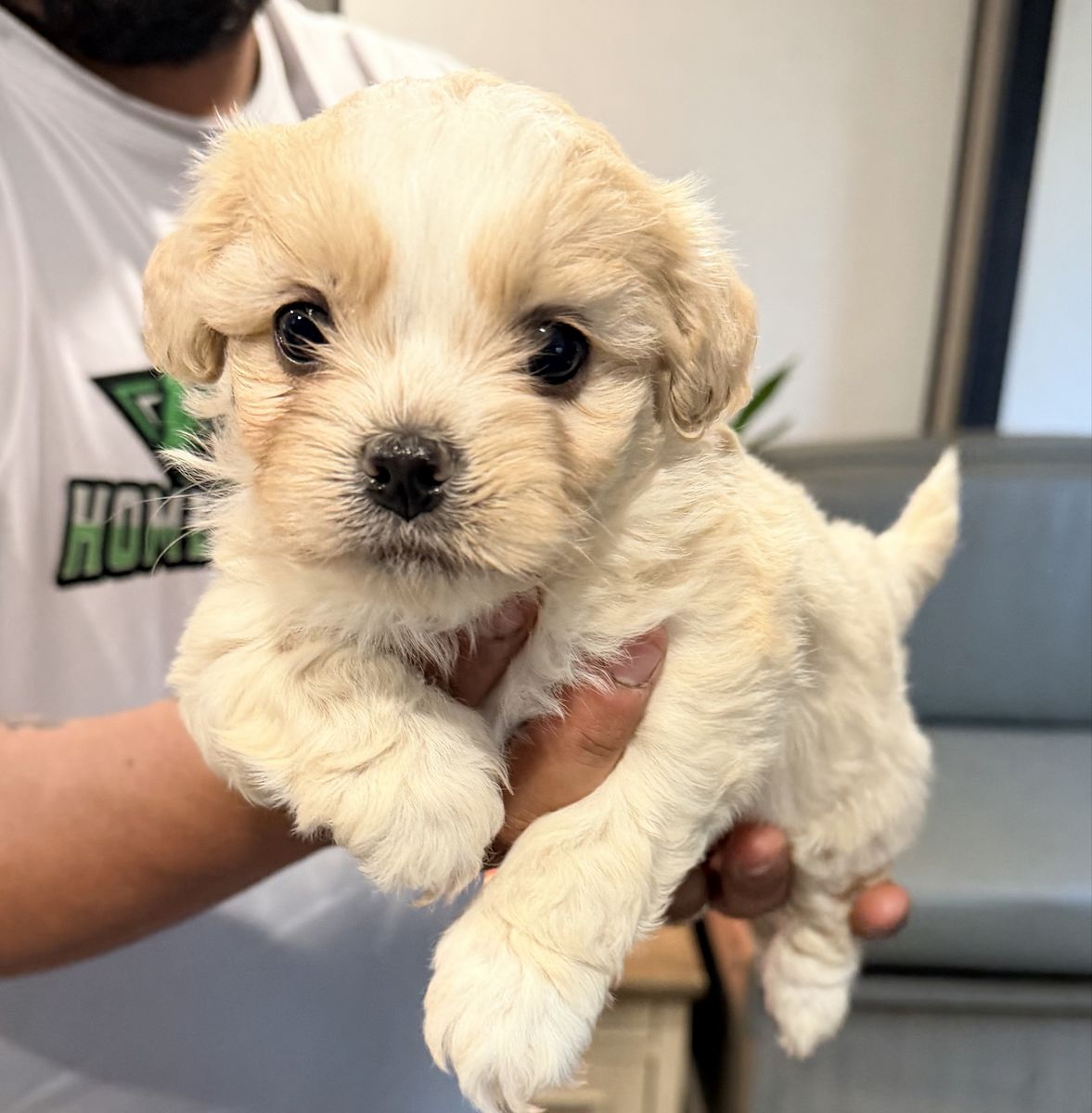 Maltipoo Puppies