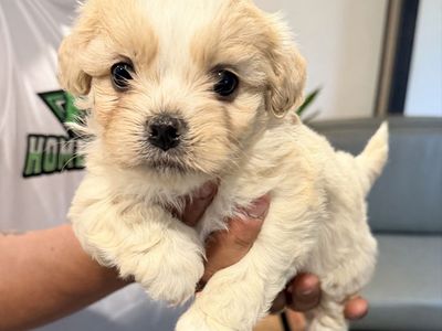 Maltipoo Puppies
