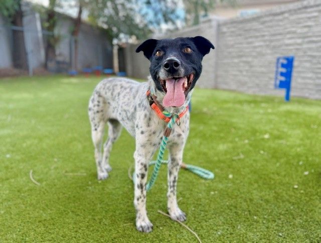A165392 Afton is Available for Adoption!